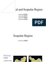 Suboccipital and Scapular Region 1125