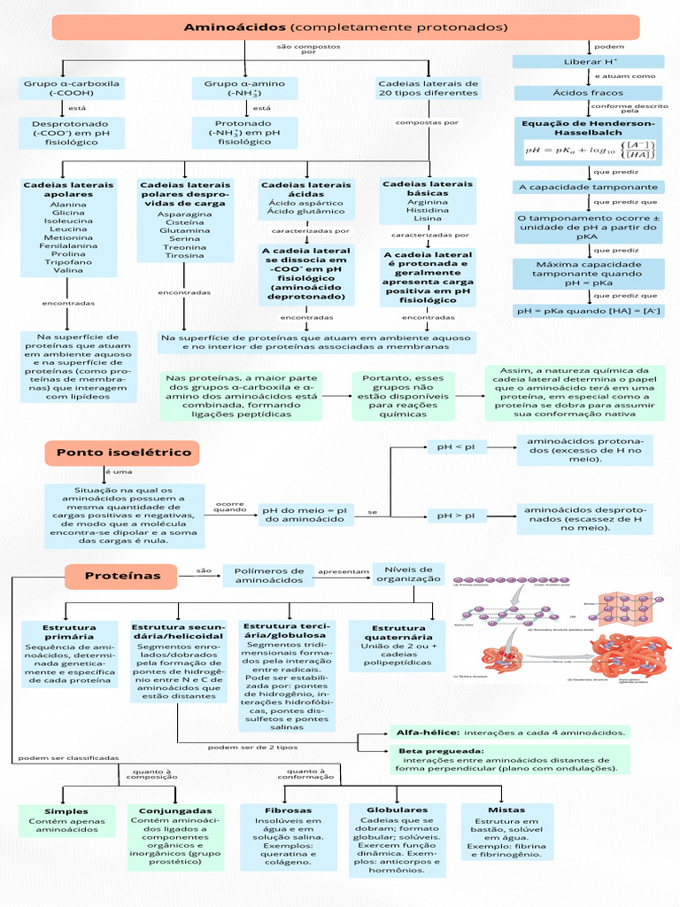 Estrutura e Função de Proteínas | PDF | Aminoácido | Química, image size:768x1024