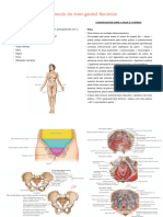 Anatomia Do Trato Genital Feminino