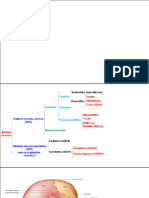 Sistema Nervoso