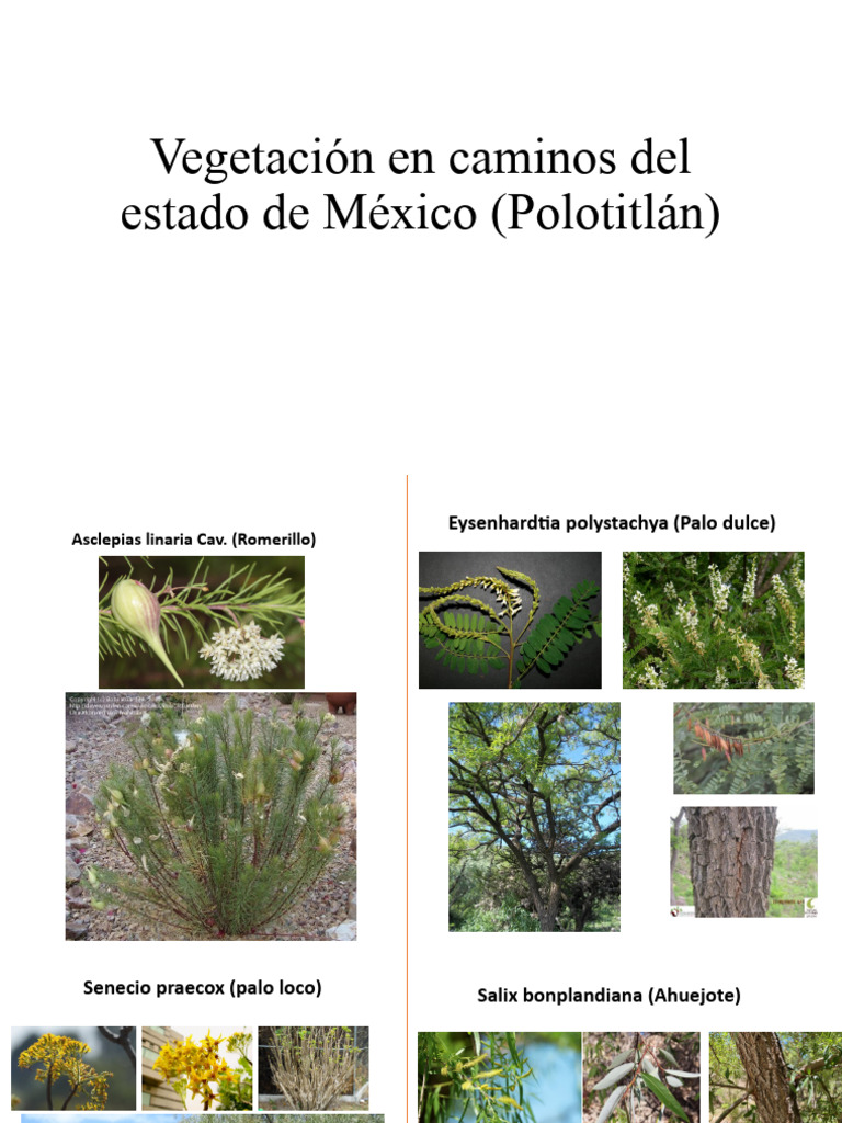 Flora y vegetación en Polotitlán, Edomex | PDF | Botánica | Flora
