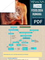 Morfofisio I - III Ciclo Tema 6 - Fisiología