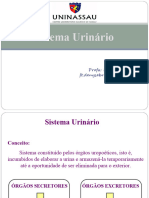 ANATOMIA-Sistema Urinário e Reprodutor