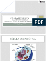 Célula Eucariótica-Caraterísticas Gerais