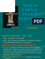 NERVIO ESPINAL. Plexos Nerviosos