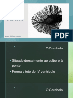 Cerebelo e Diencéfalo - 231130 - 190743