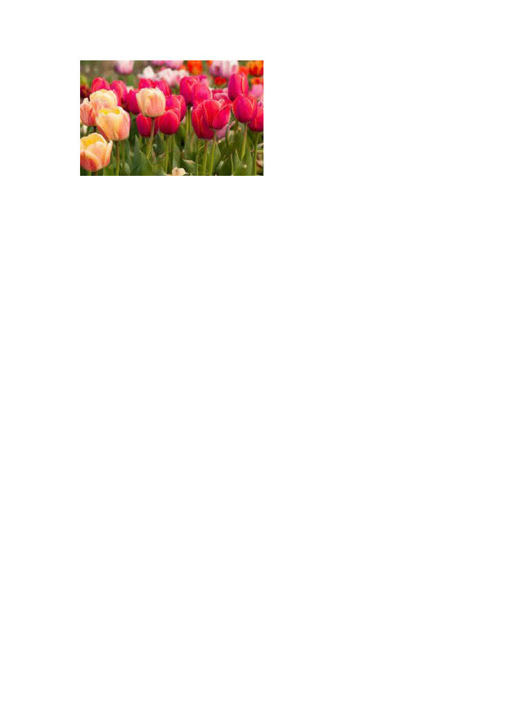 TEXAS TULIP LOGIN TEMPLATE TITLE PDF visual data 6