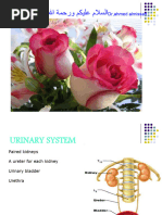 4 Urinary System