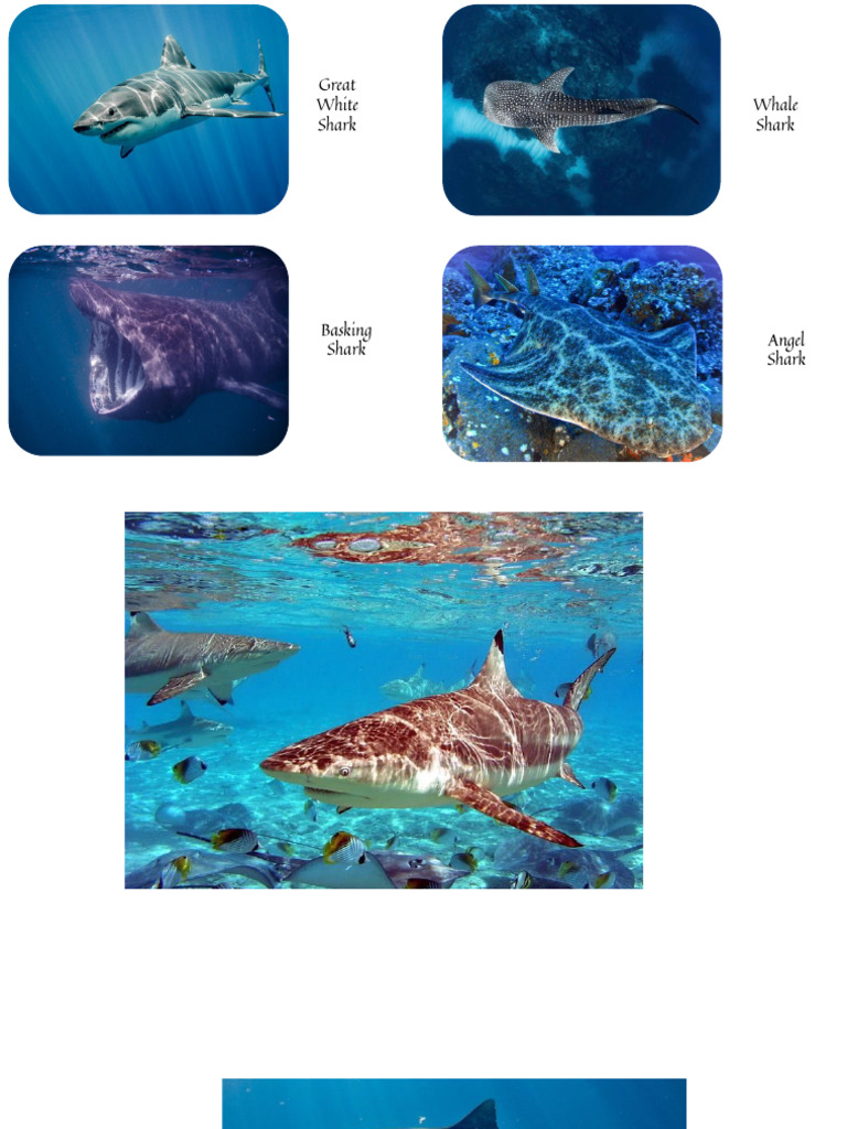 Great White and Basking Sharks Explained | PDF
