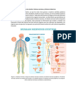 Funciones de Relación: Sistema Nervioso y Sistema Endocrino