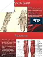 Arteria Radial