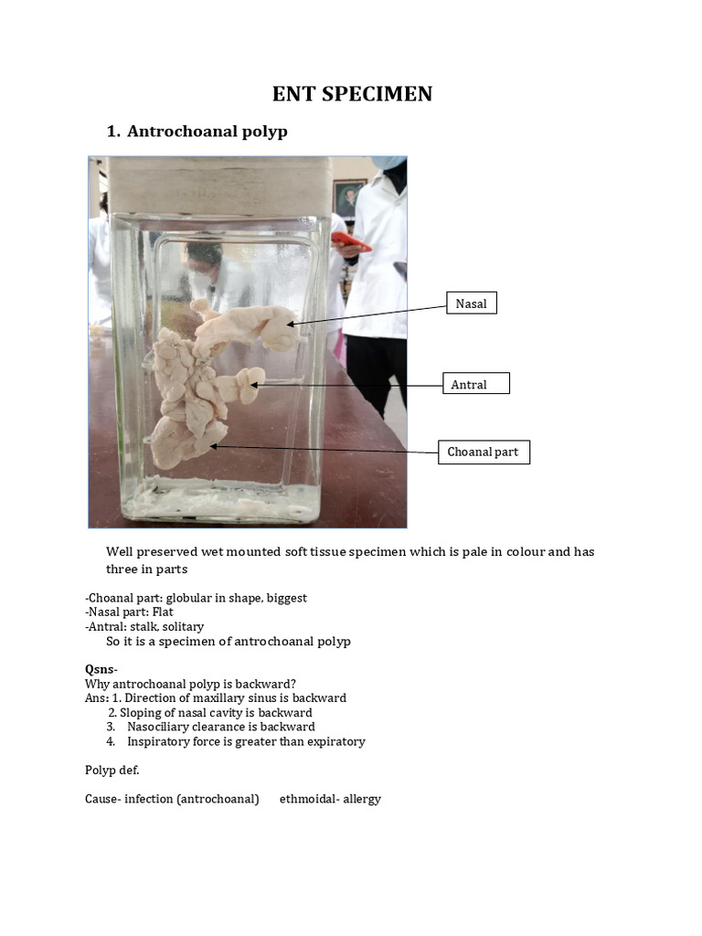 Ent Specimen | PDF | Esophagus | Respiratory Tract