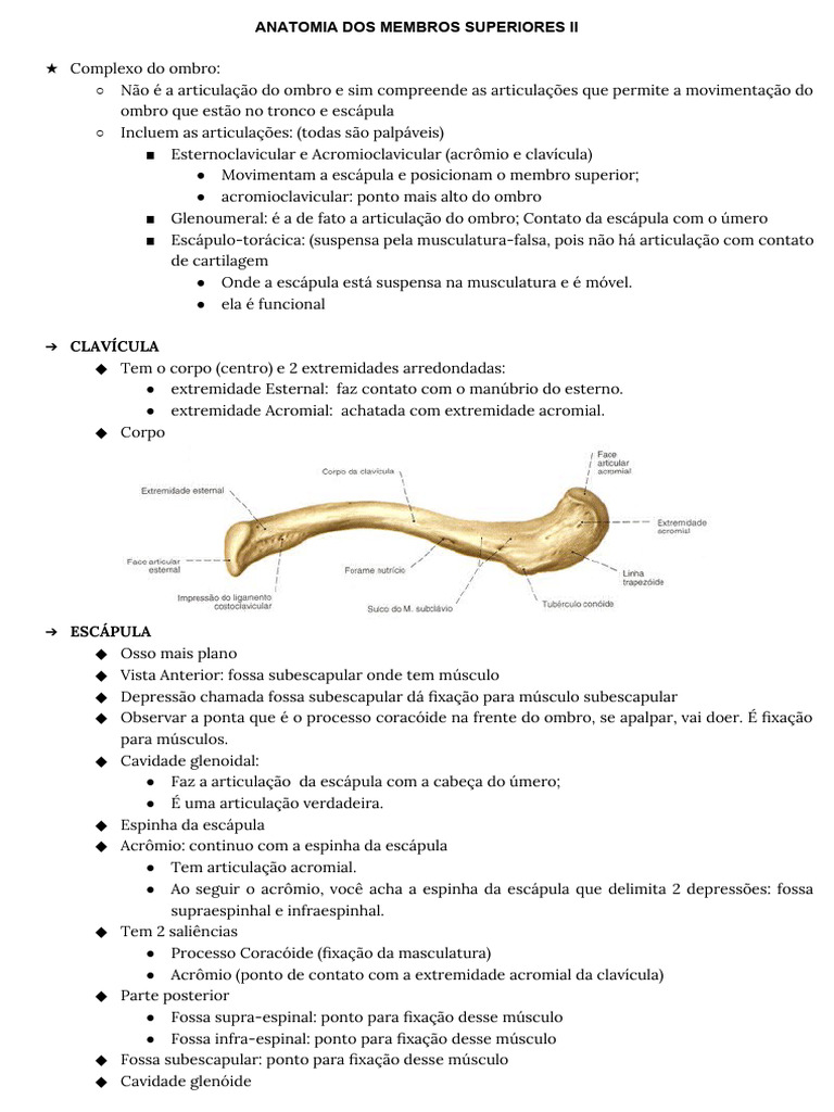 Anatomia de MMSS Aplicada A Ortopedia Ii | PDF | Cotovelo | Movimentos ...