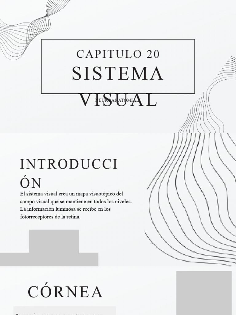 Capítulo 20. Sistema Visual | Descargar gratis PDF | Percepción visual ...