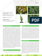 Juniperus Rastrero 13092021A