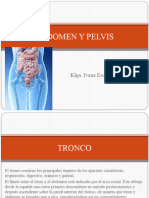 Abdomen y Pelvis - Anatomia-1