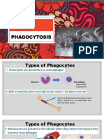 Phagocytosis