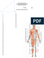 Muscular System Worksheet