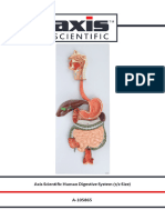 Axis Scientific Human Digestive System (1/2 Size) A-105865