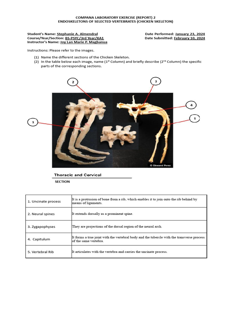 Complab Exercise 2 Chicken | PDF