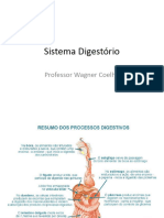Sistema Digestório: Professor Wagner Coelho
