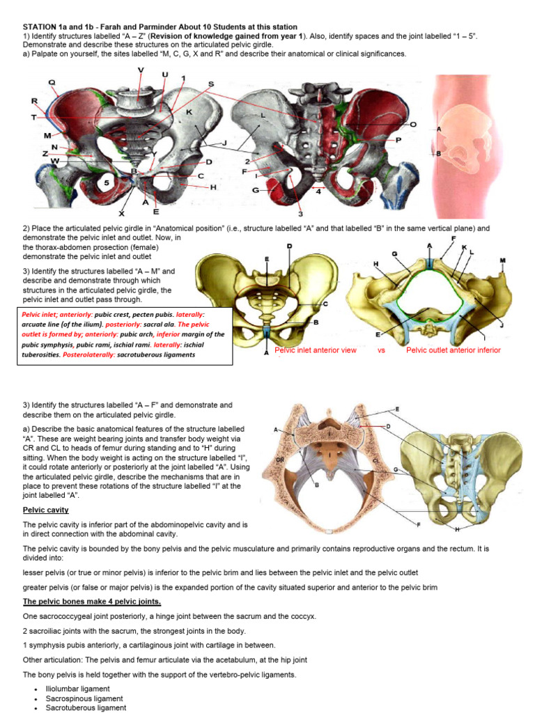 Pelvis Perenium | PDF | Pelvis | Musculoskeletal System