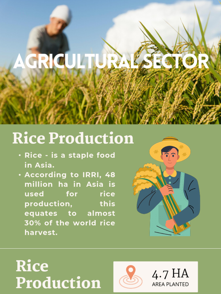 Rice Production and Agricultural Challenges | PDF | Agriculture | Rice