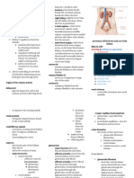 Urinary System