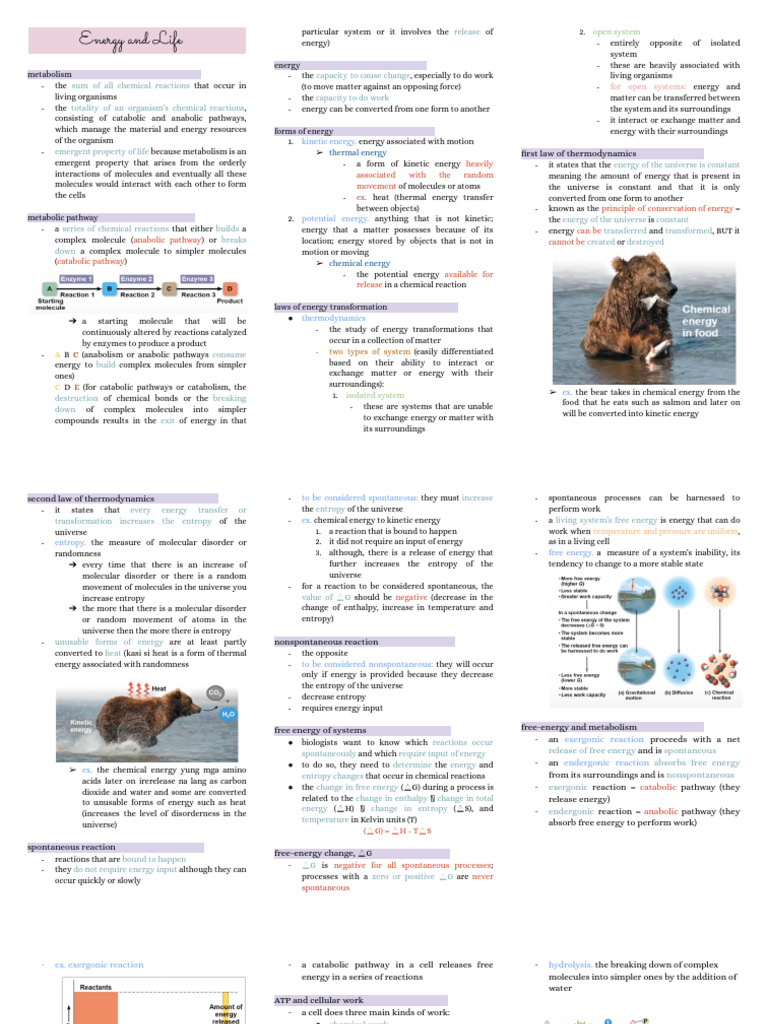 Energy & Life | PDF | Metabolic Pathway | Entropy