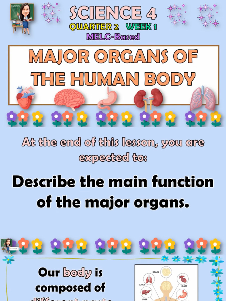Major Organs of the Human Body Biology Diagrams