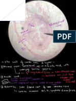 PBL HISTOLOGY OF URINARY SYS