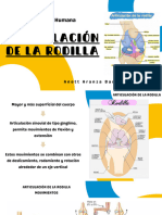 Articulación de La Rodilla - Anatomía