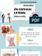 Región Cervical Lateral TP