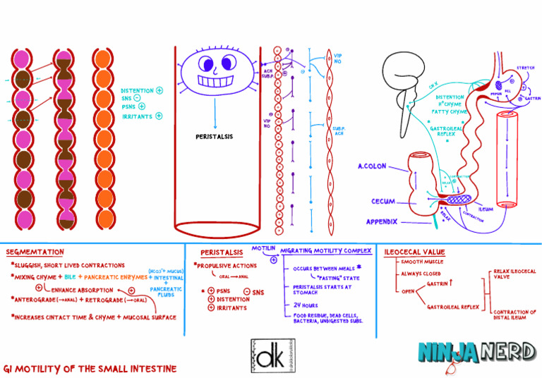 Gi Motility of Small Intestine | PDF