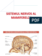 Sistemul Nervos 2