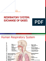 Respiratory System 3