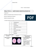Practica 1 Metodos Histologicos (Juan Miguel)