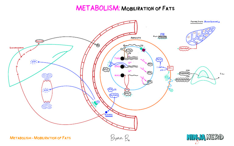 Fat Mobilization in Metabolism | PDF | Natural Products | Biotechnology