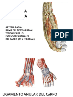 3 Musc Tendones Mano e Intrinsecosbreve