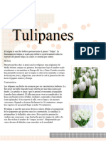 Apuntes de Tulipanes