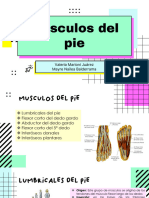 Musculos Del Pie