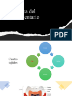 Estructura Del Tejido Dentario