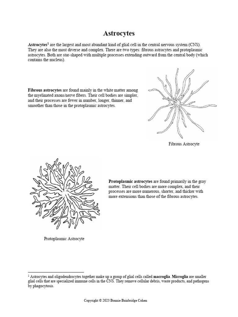 Astrocytes Pdf , Astrocytes: Role and Functions in Brain Pathologies ...