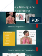 Anatomia de Las Vias Respiratorias