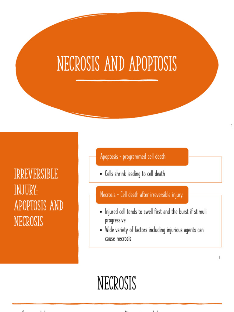 Cell Response To Injury - Necrosis and Apoptosis | PDF | Necrosis ...