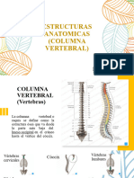 2.extructura Anatomica (Columna Vertebral)