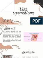 Vías Espermáticas - Anatomía