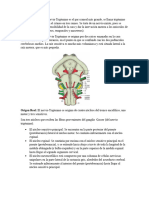 Seminario IPM Trigémino V