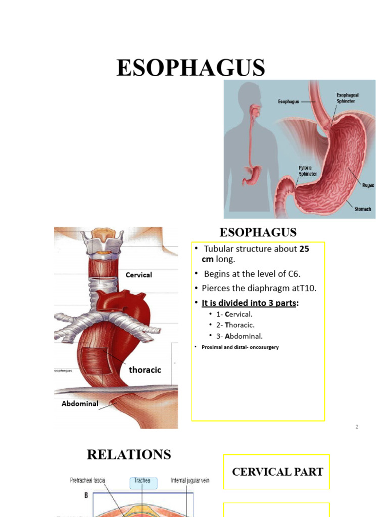Anatomy of the Esophagus Overview | PDF