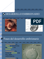 Desarrollo Embrionario